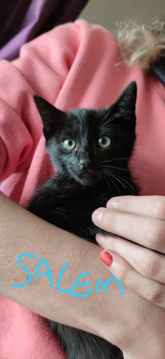 SALEM SALEM