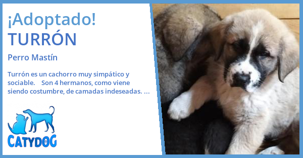 Catydog - Adopción de TURRÓN
