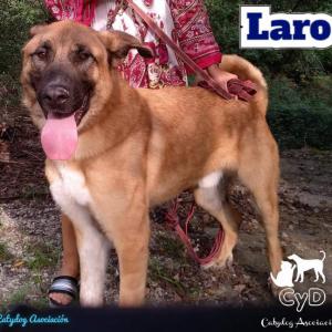 LARO