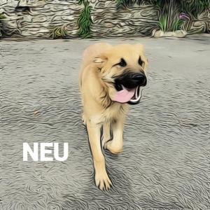 NEU