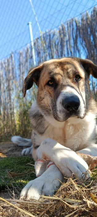 BALOO