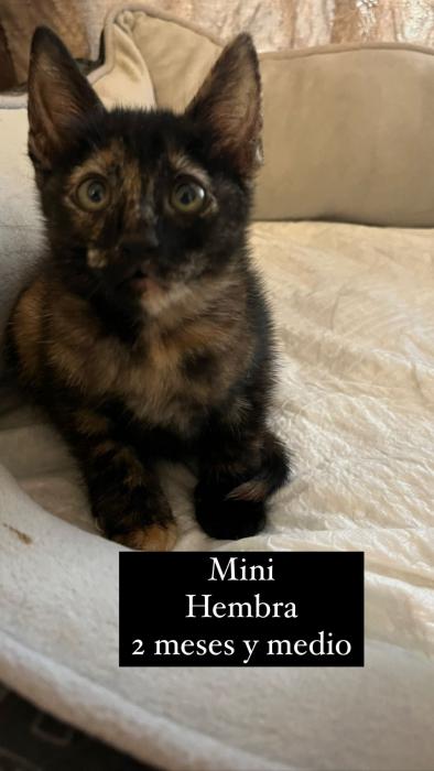 MIMI