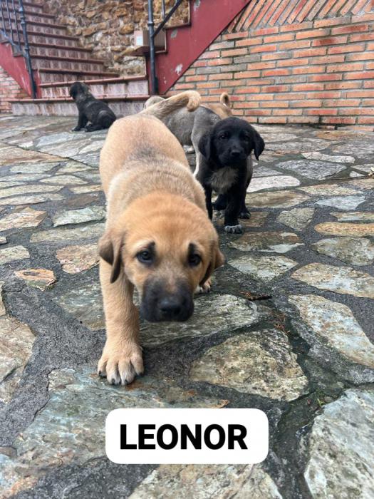 LEONOR