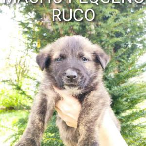 RUCO