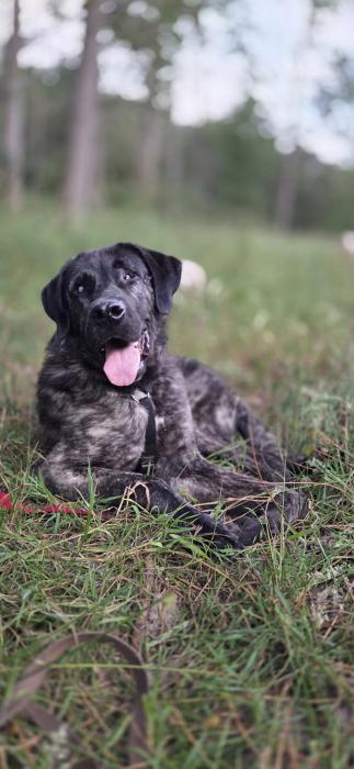 OSCAR