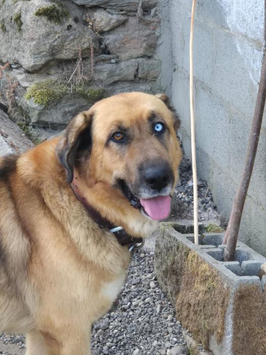 BRUNO