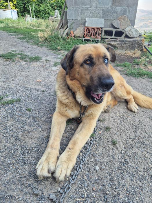 BRUNO