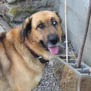 BRUNO