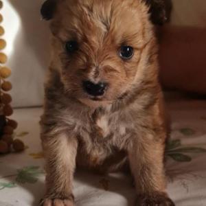 SAM