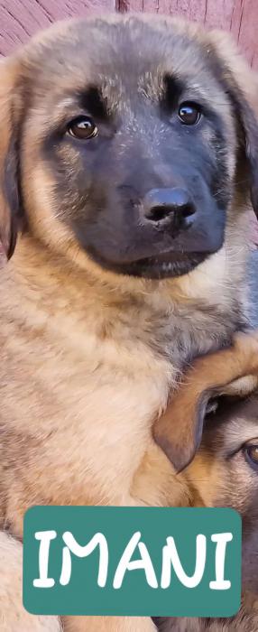 IMANI