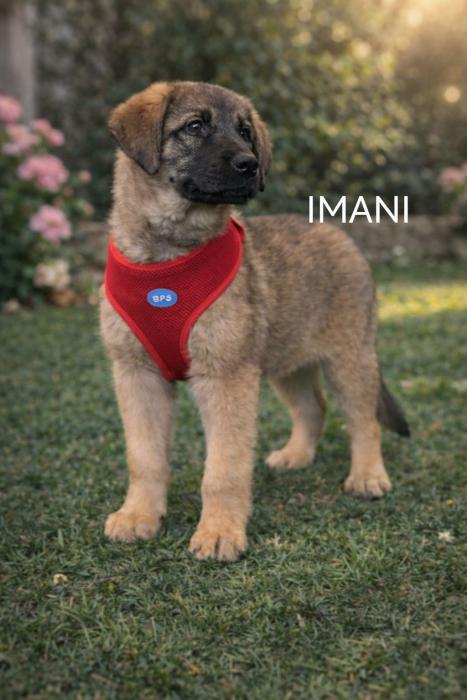 IMANI