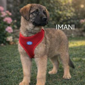 IMANI