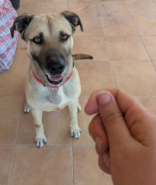APOLO