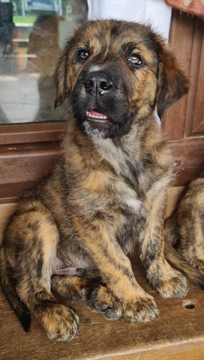 ATLAS