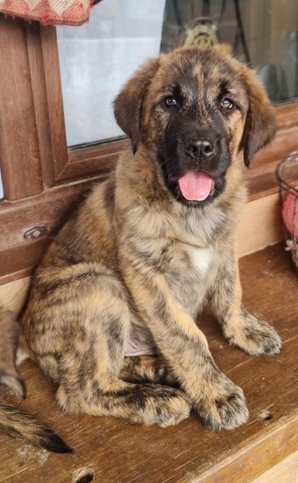 ZEUS