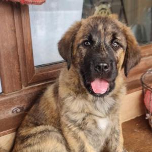 ZEUS