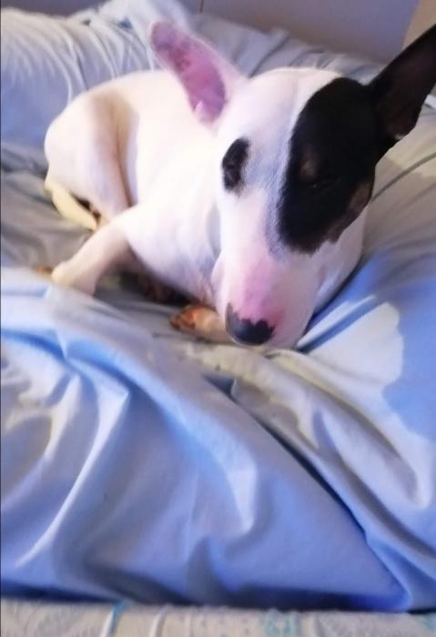DINA
